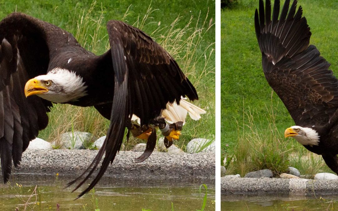 Falconeria Locarno